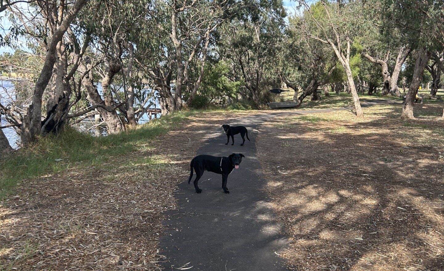 dog-walk-photo